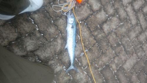 サゴシの釣果