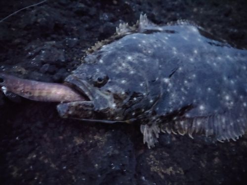 ヒラメの釣果