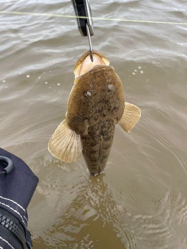 マゴチの釣果