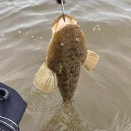 マゴチ