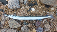 ダツの釣果