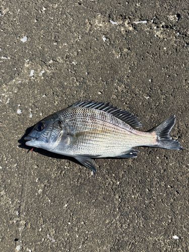 キチヌの釣果