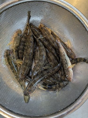 マハゼの釣果