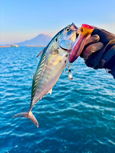 鹿児島湾南部