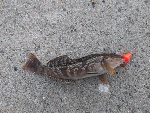 クジメの釣果