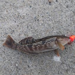 クジメ