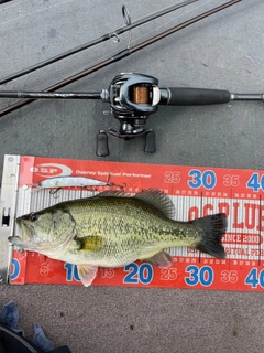 ラージマウスバスの釣果