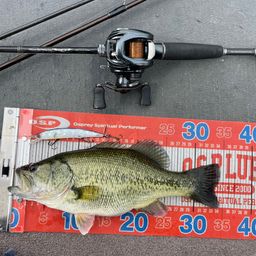 ラージマウスバス