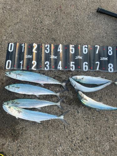 サゴシの釣果
