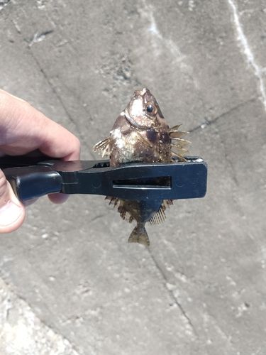 アイゴの釣果