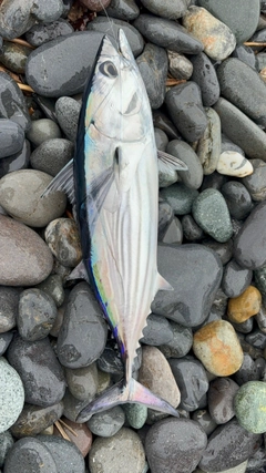 カツオの釣果