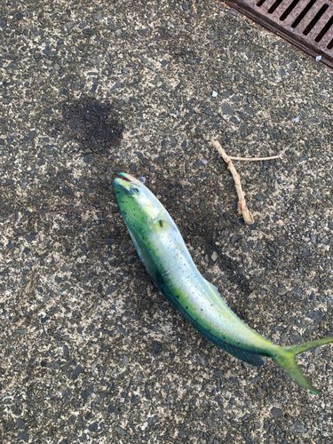 シイラの釣果