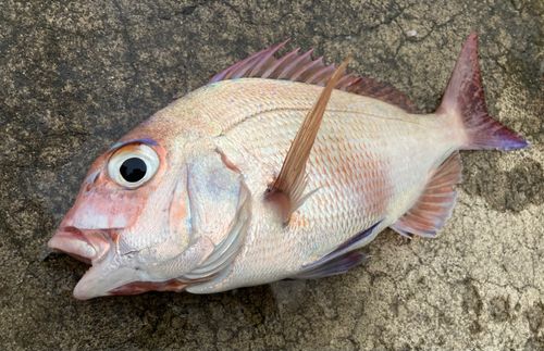 マダイの釣果
