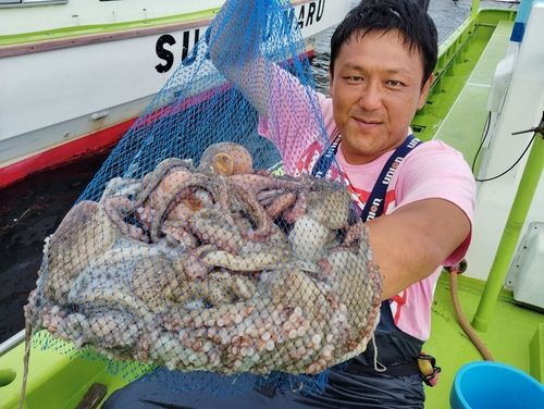 マダコの釣果