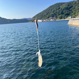 アオリイカ