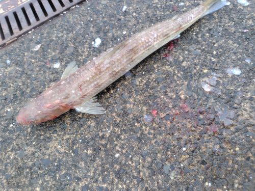 エソの釣果