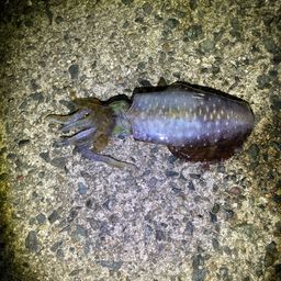 アオリイカ