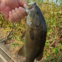 スモールマウスバス