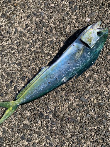 シイラの釣果