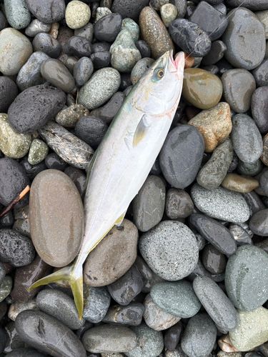 イナダの釣果