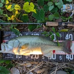 ラージマウスバス