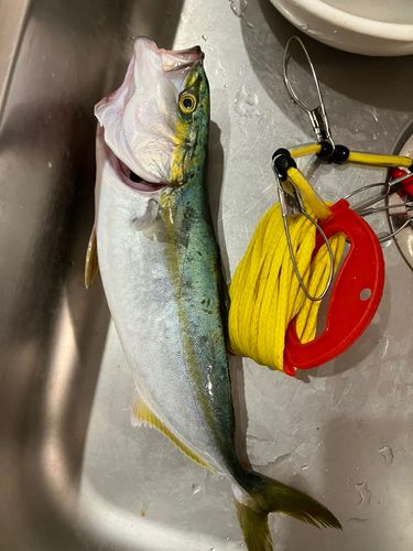 イナダの釣果