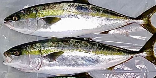 メジロの釣果