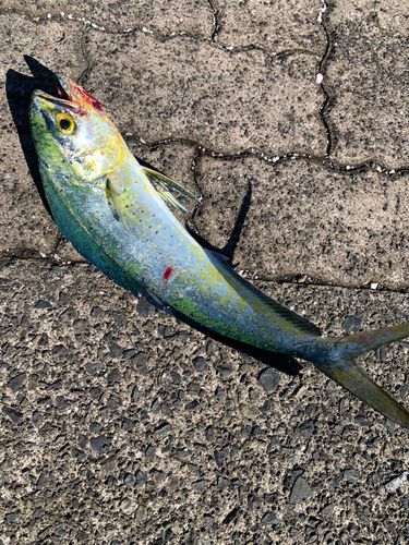 シイラの釣果