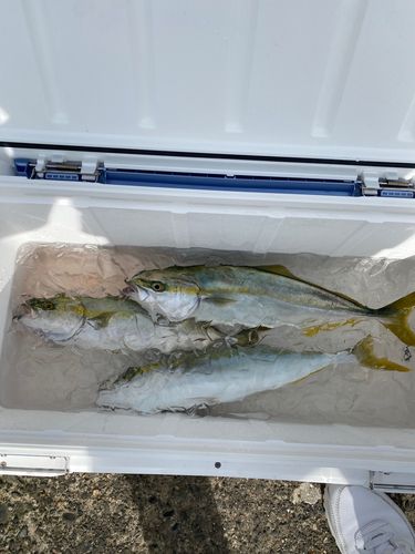 イナダの釣果