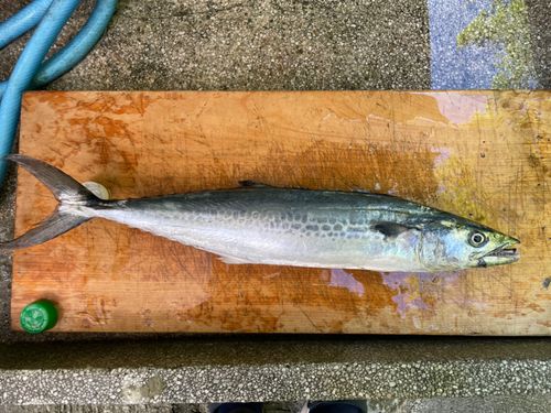 サゴシの釣果