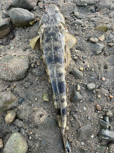 コチの釣果