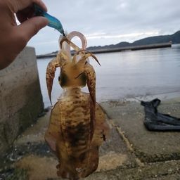 アオリイカ