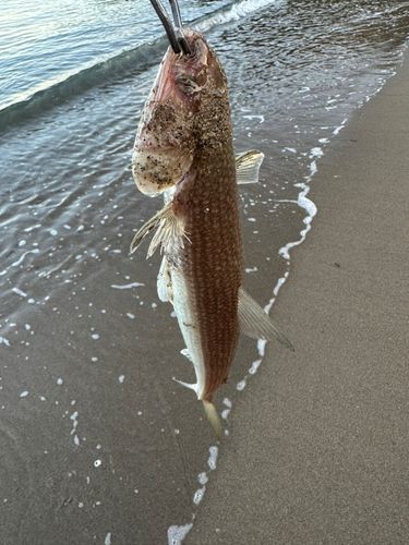 エソの釣果