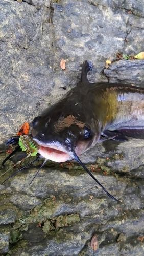 アメリカナマズの釣果