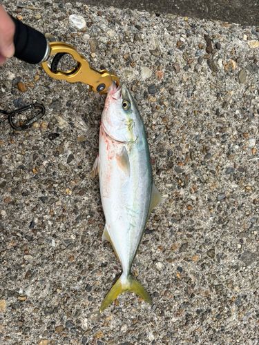 ハマチの釣果