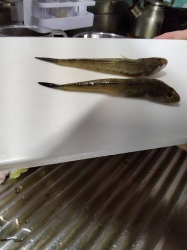 ハゼクチの釣果