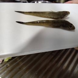 ハゼクチ