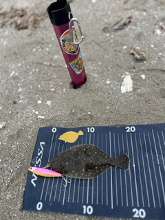 ヒラメの釣果