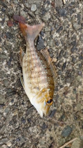 ヘダイの釣果