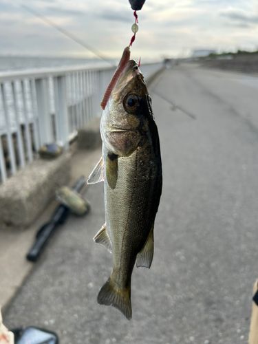 セイゴ（ヒラスズキ）の釣果
