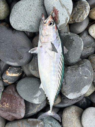 片浜海岸