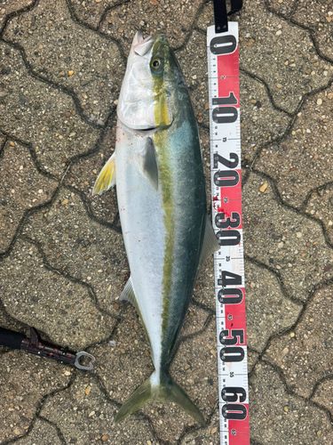 メジロの釣果