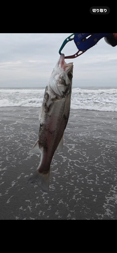セイゴ（マルスズキ）の釣果