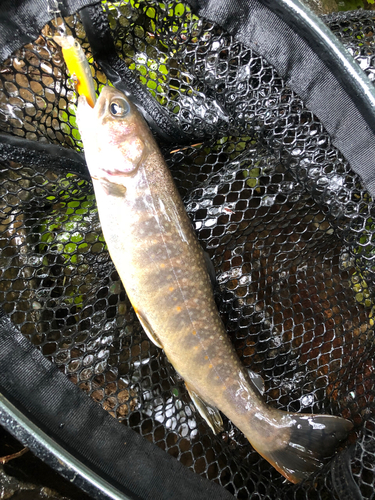 イワナの釣果