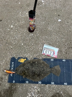 ヒラメの釣果