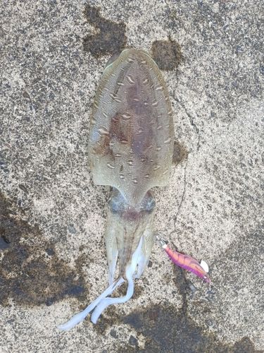 紀伊長島
