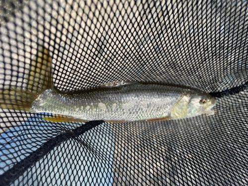 ハスの釣果
