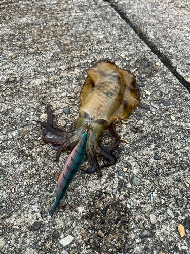アオリイカの釣果