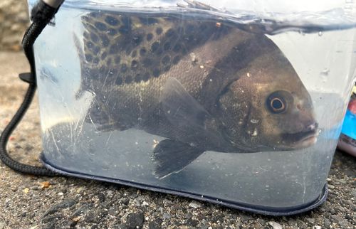 コショウダイの釣果