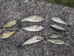 ブラックバスの釣果